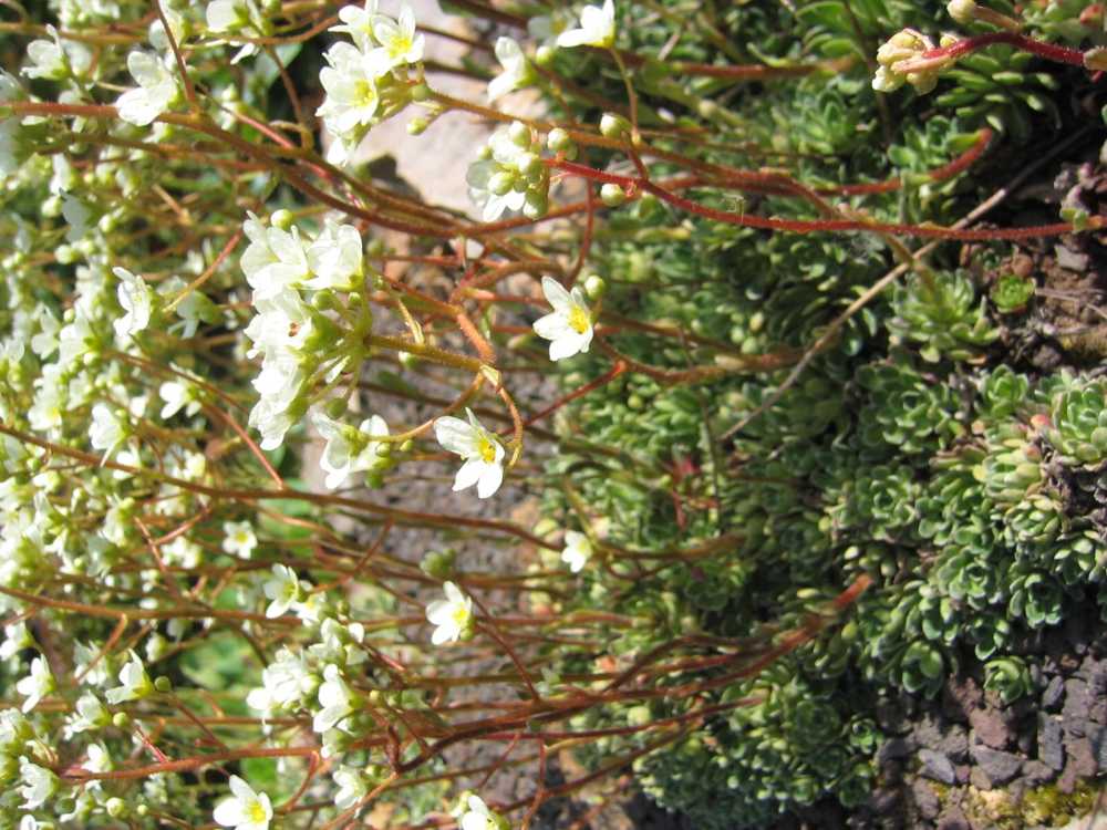 Saxifraga paniculata (Trauben-Steinbrech)